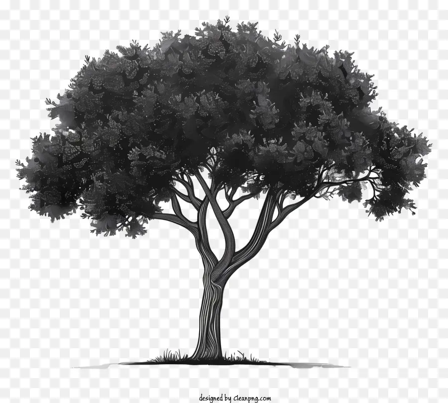 árvore Silhueta，árvore PNG