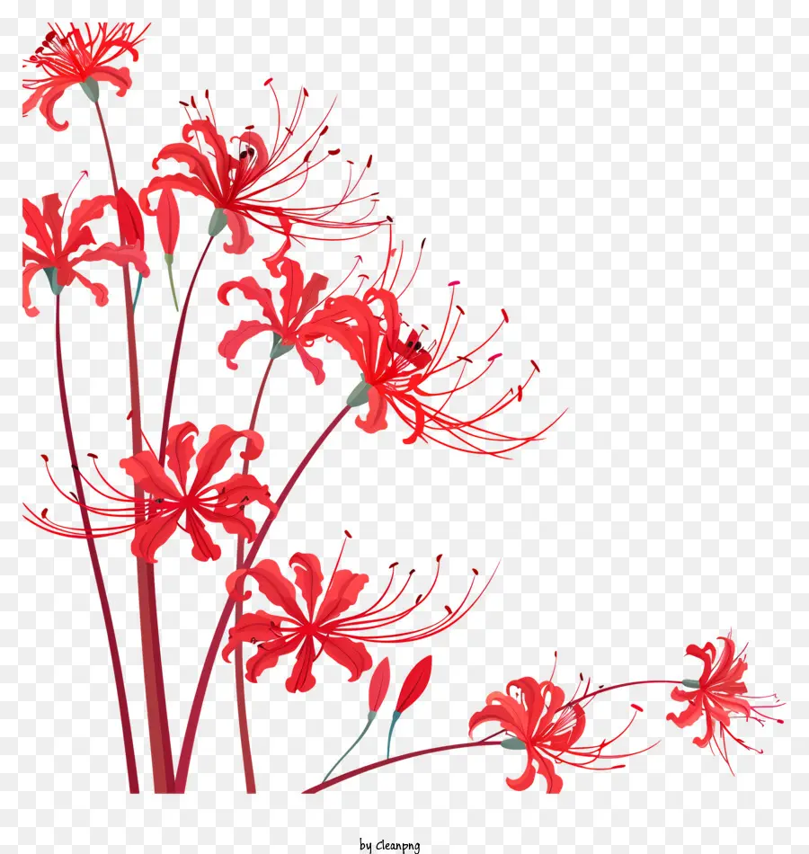 Red Spider Lily，Flores Vermelhas PNG