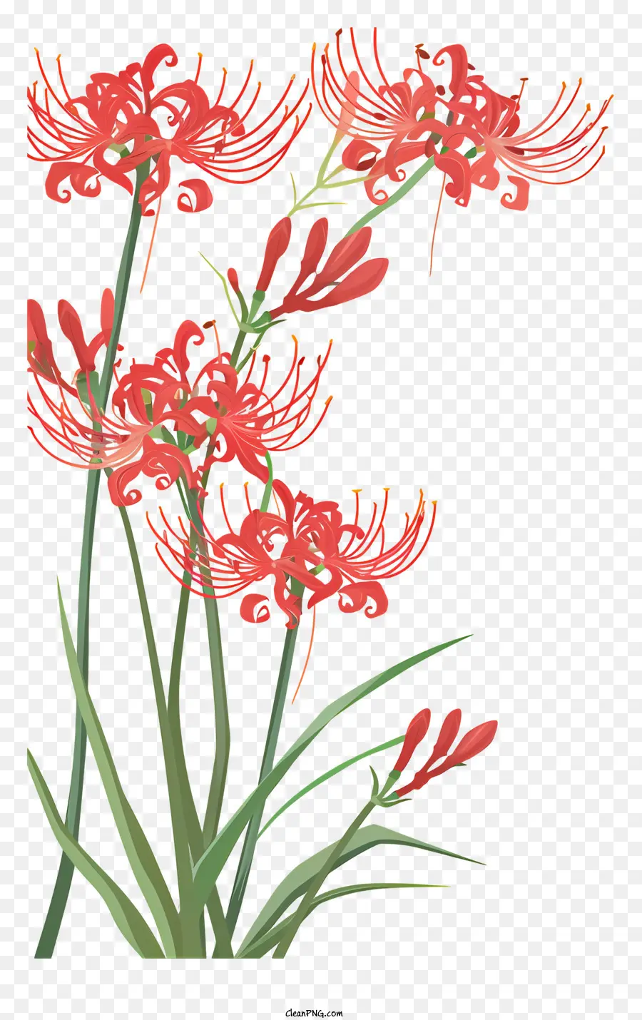 Red Spider Lily，Flores De Lírio PNG