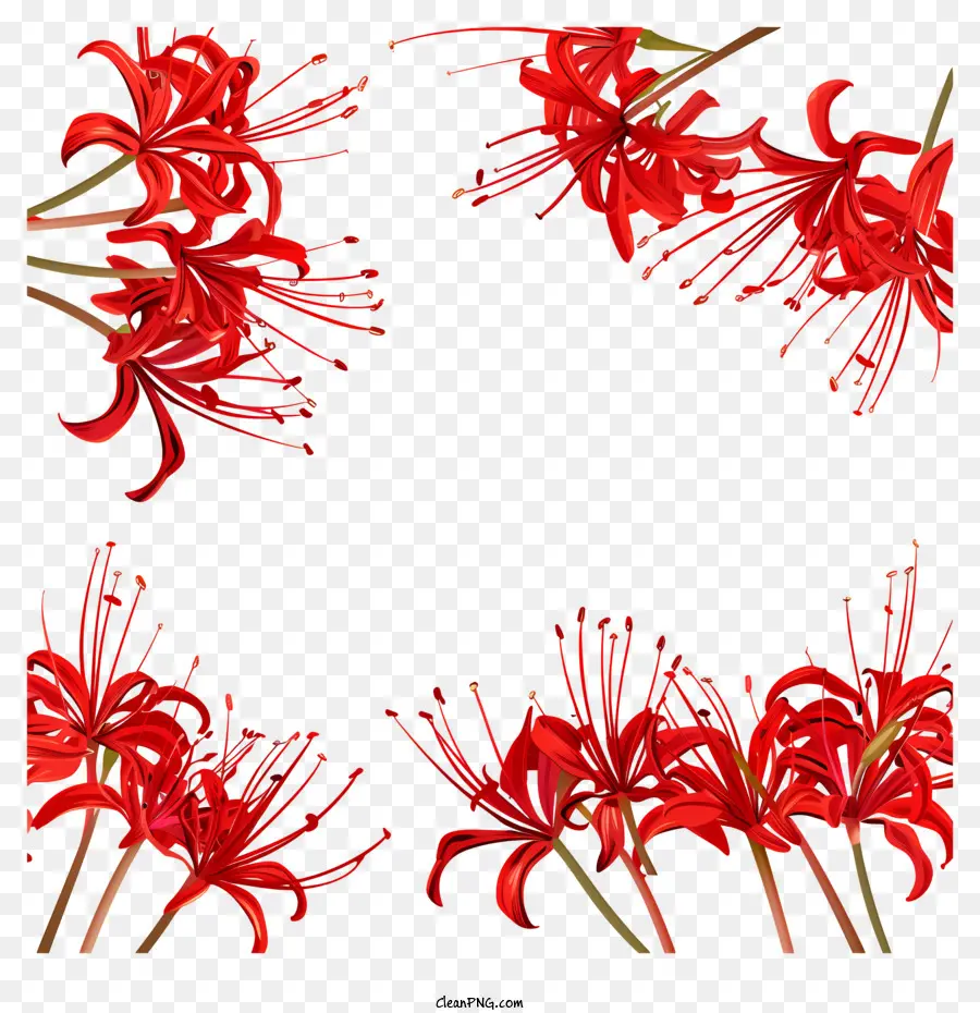 Red Spider Lily，Flores Vermelhas De Lírio PNG