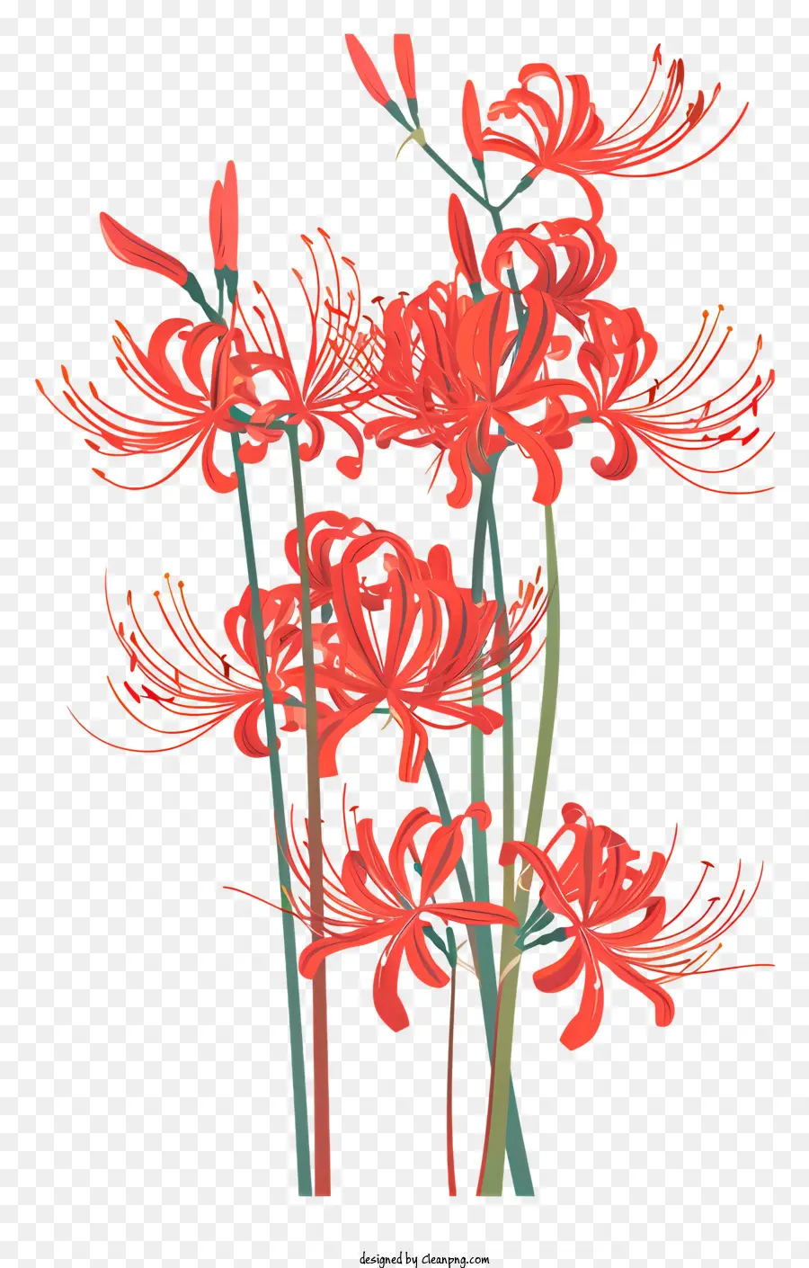 Red Spider Lily，Lírios Vermelhos PNG