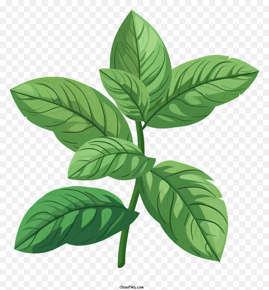 Hortelã Pimenta，Planta De Folhas Verdes PNG