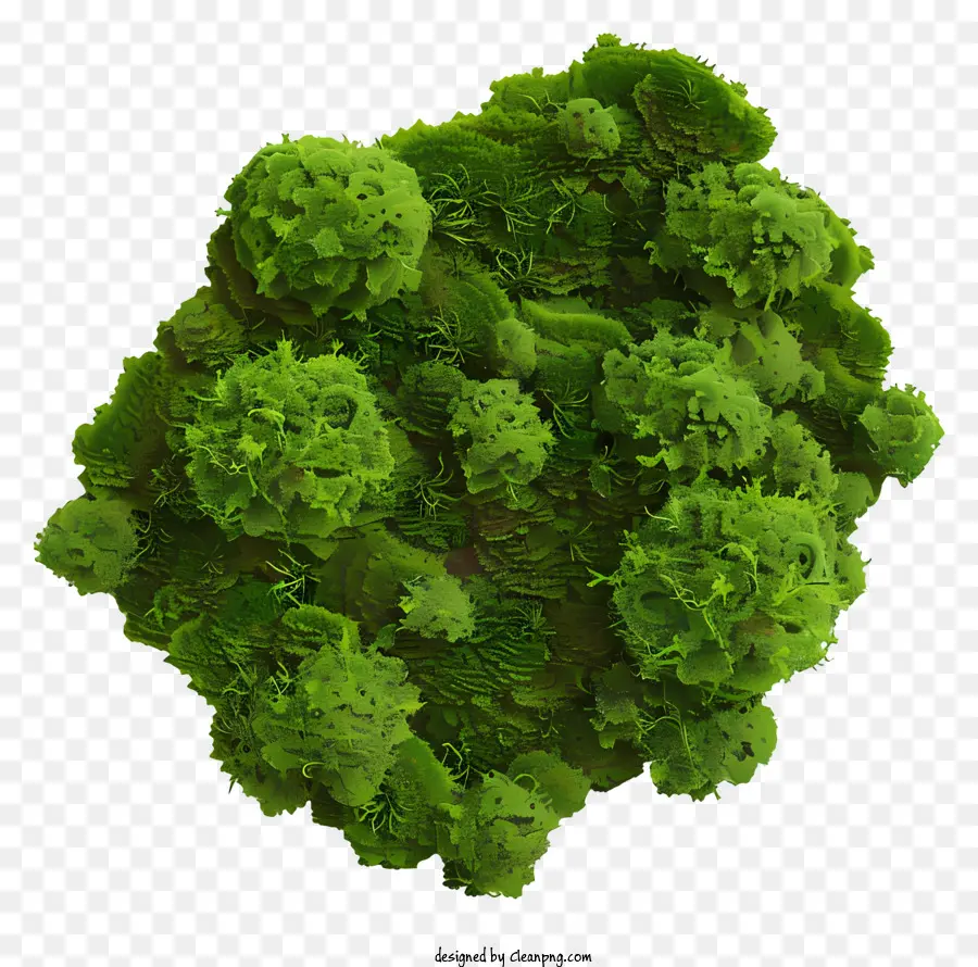 Moss，Verde Musgo PNG