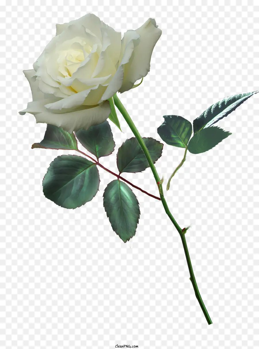 Rosas，Rosa Branca PNG