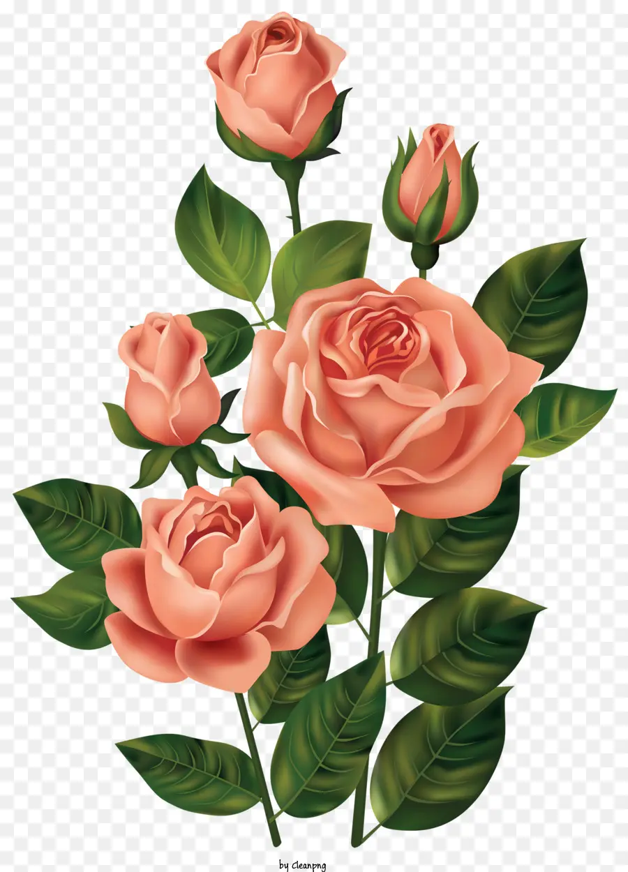Rosas，Rosas Cor De Rosa PNG