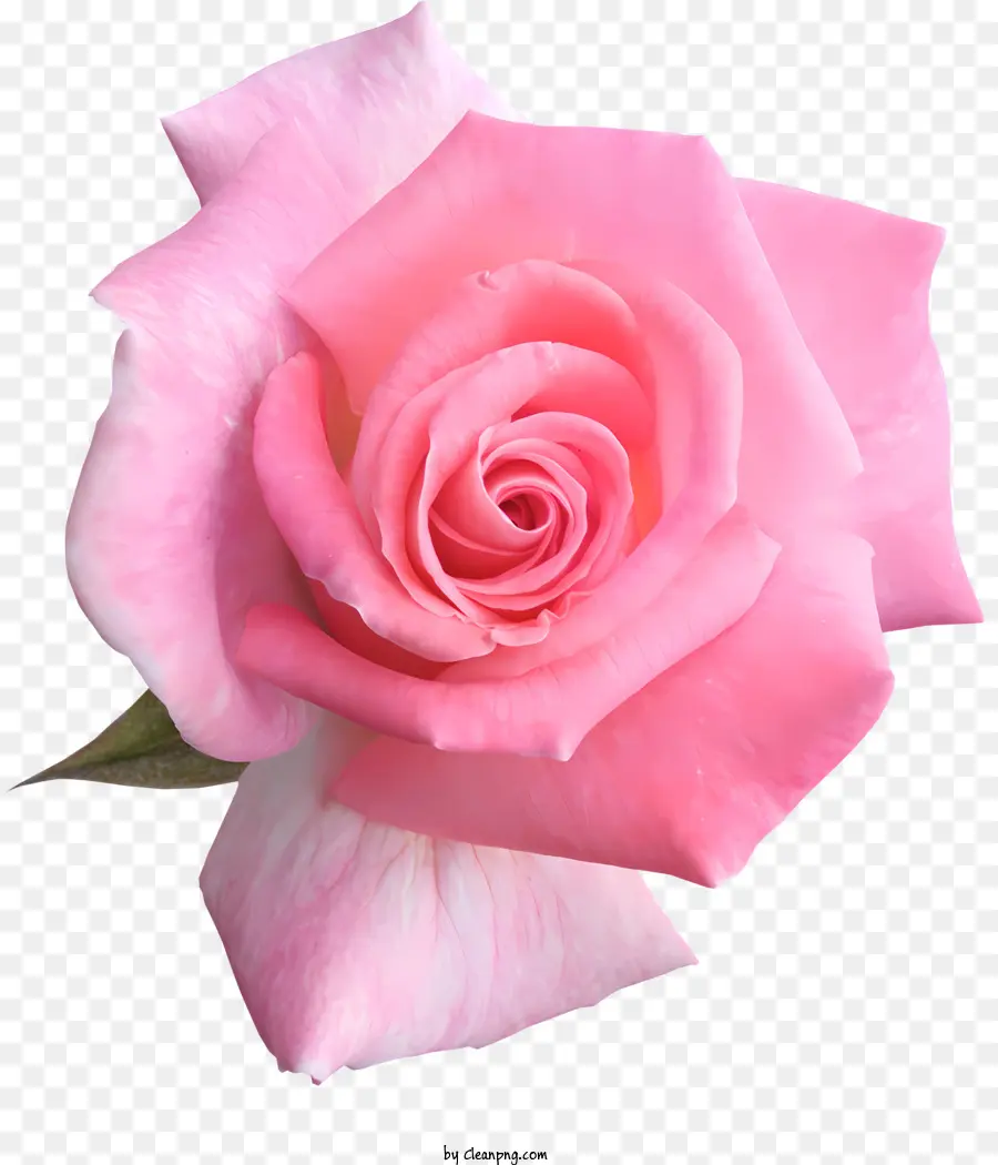 Rosas，Rosa Cor De Rosa PNG