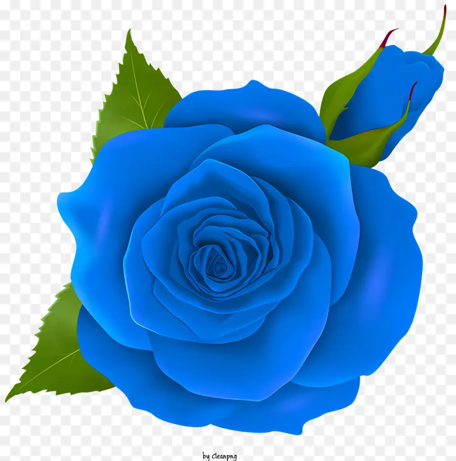Rosas，Rosa Azul PNG
