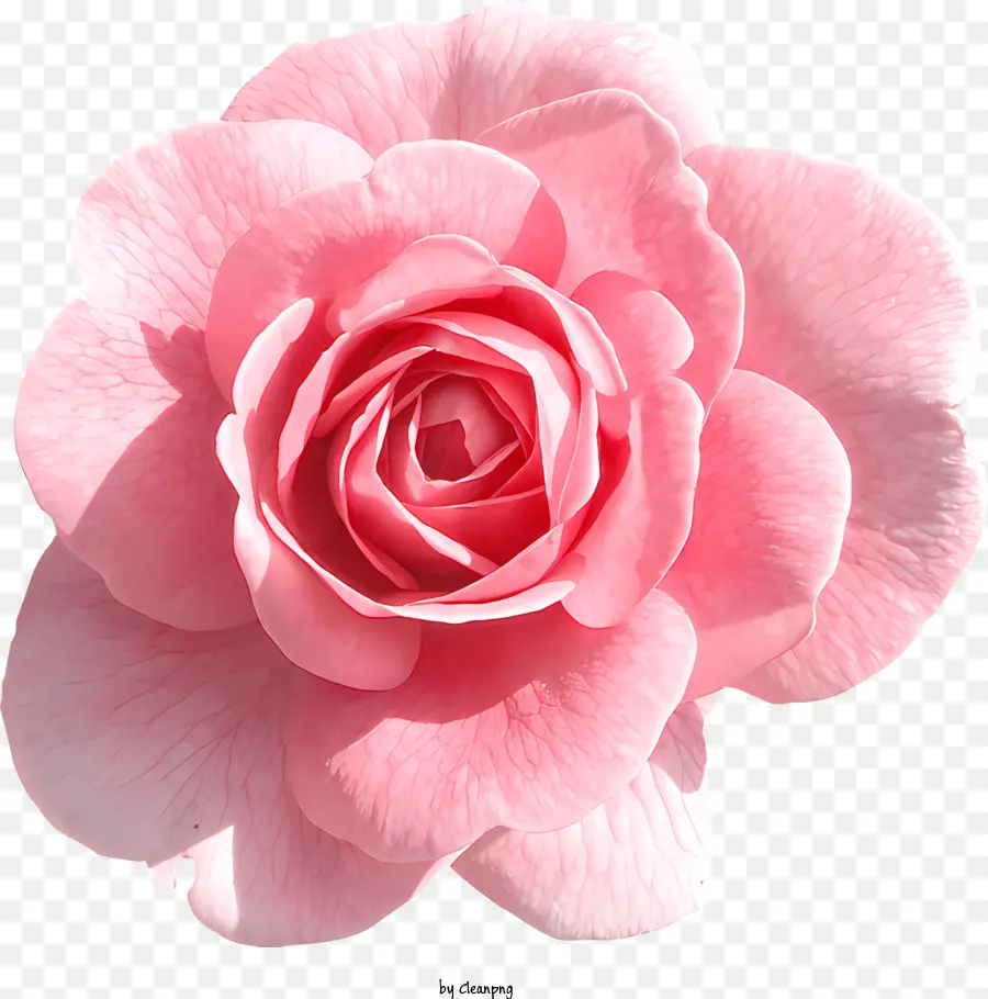 Rosas，Rosa Cor De Rosa PNG