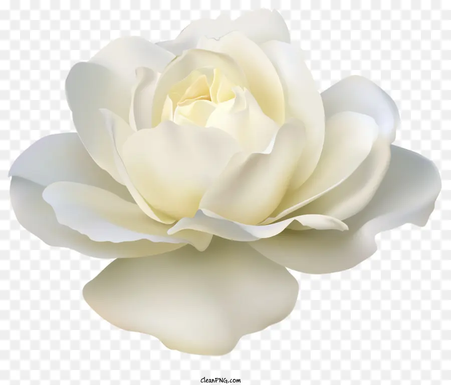 Rosas，Rosa Branca PNG