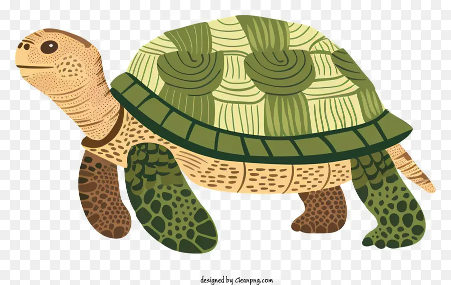 Cartoon Tartaruga，Turtle PNG