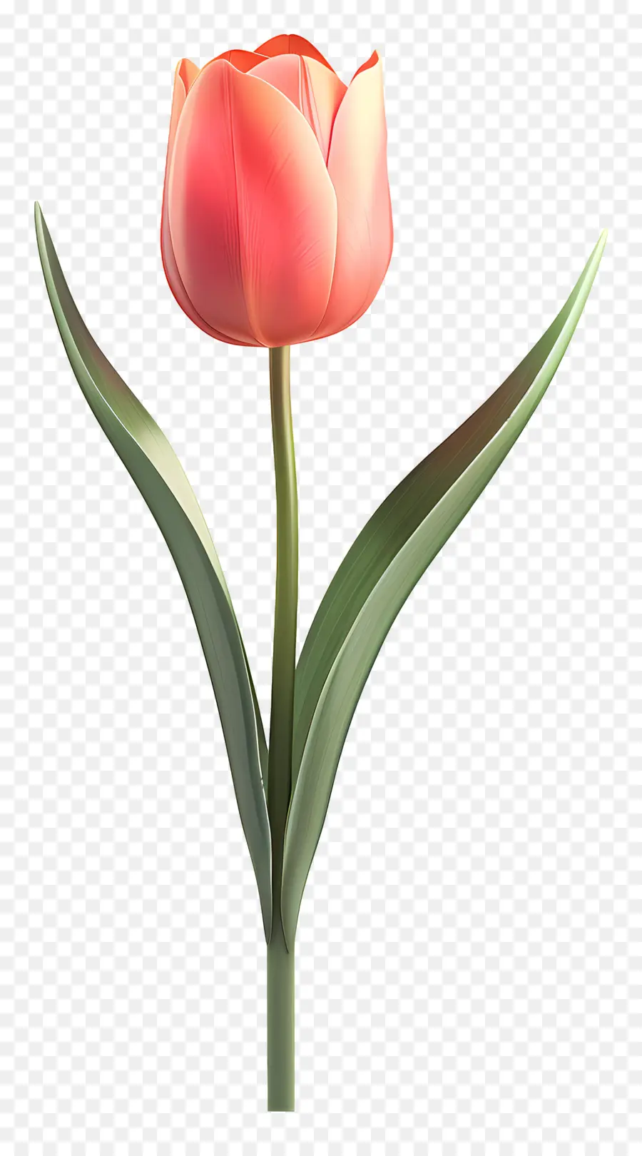 Tulip，Flor Rosa PNG