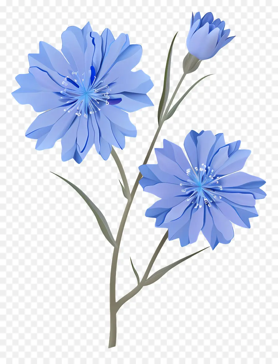Chicória，Flores Azuis PNG