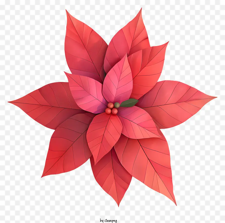 Poinsettia，Flor Vermelha PNG