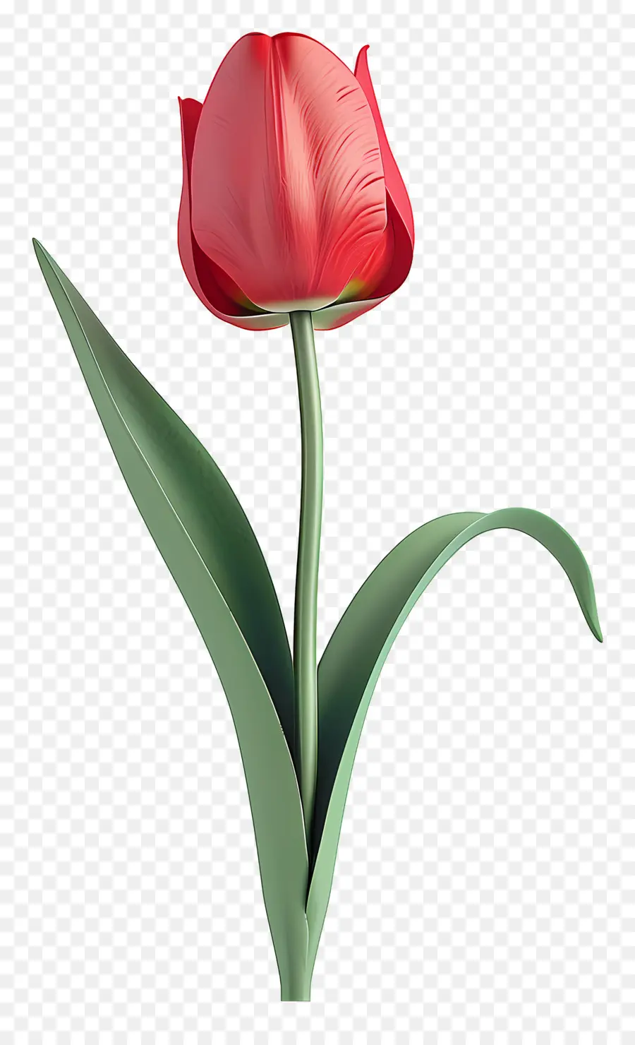 Tulip，Tulipa Vermelha PNG