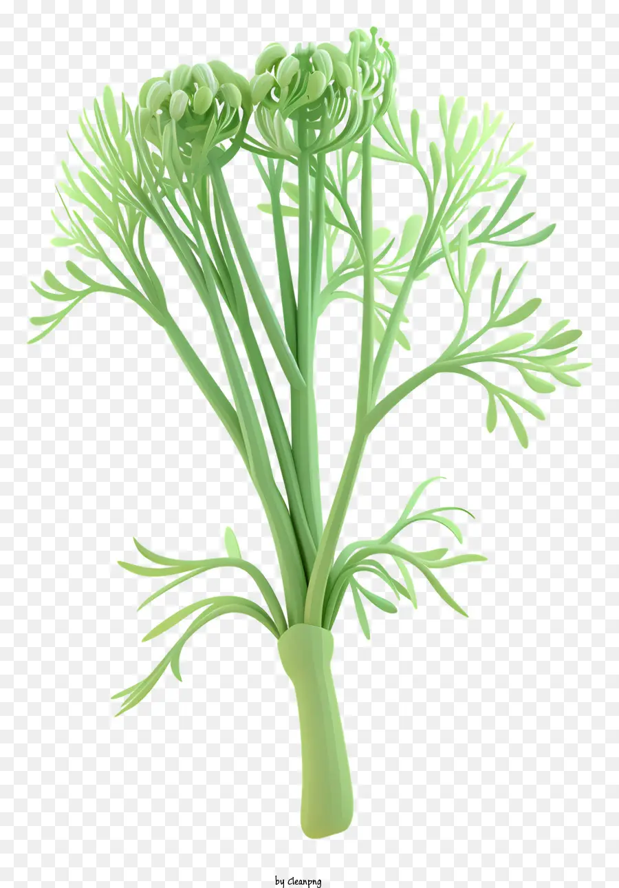 Erva Doce，Fern PNG