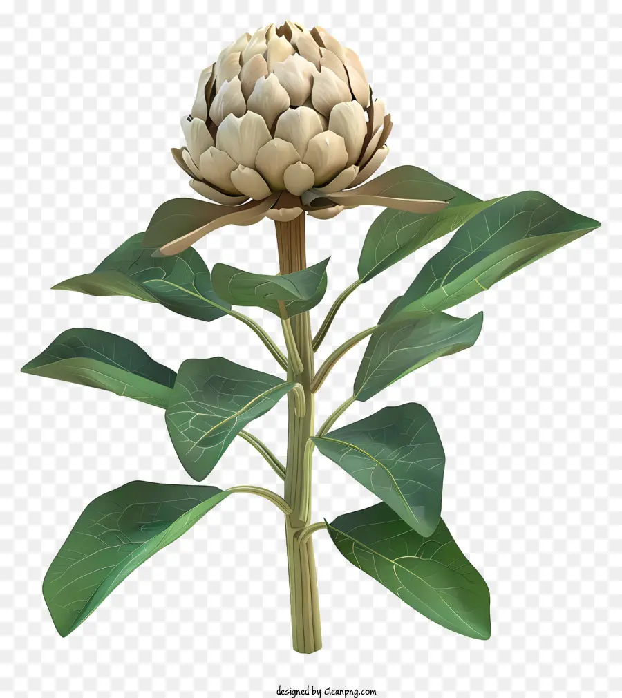 Alcachofra De Jerusalém，Flor PNG