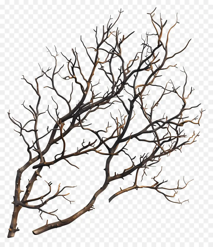 Galhos Nus，Galho De árvore Morta PNG
