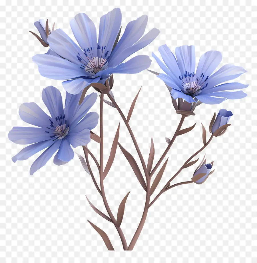 Chicória，Flores Azuis PNG