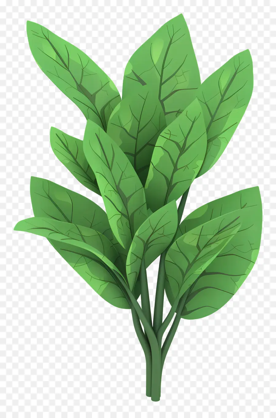 Sorrel，Planta De Folhas Verdes PNG