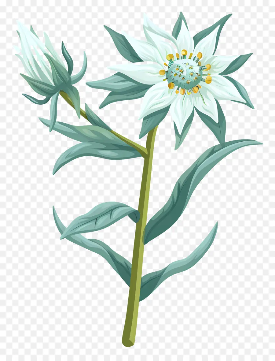 Edelweiss，Flor Branca PNG