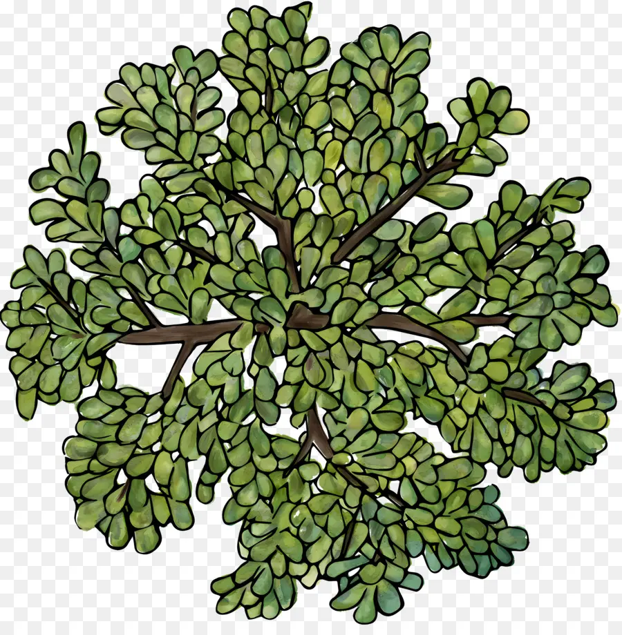 Topo Da árvore，Planta De Vaso PNG