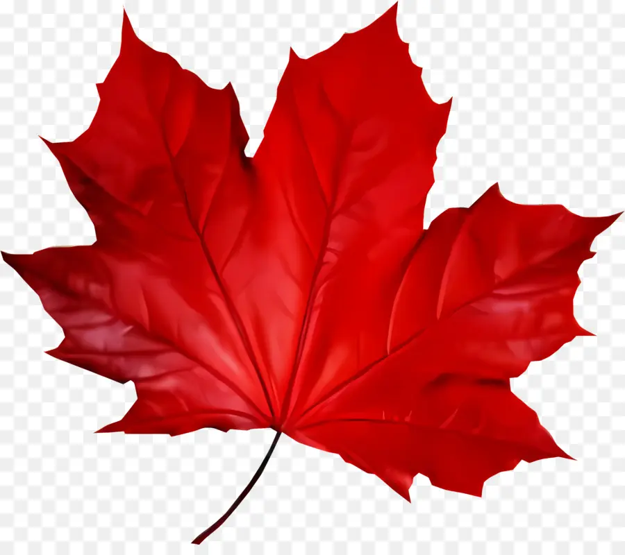 Folha，Red Maple Leaf PNG