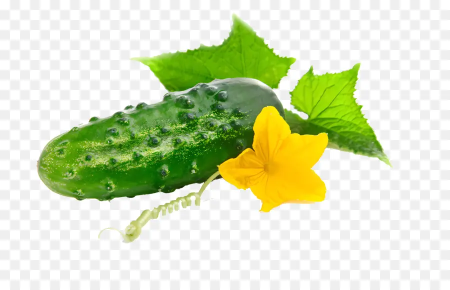 Pepino，Fresco PNG