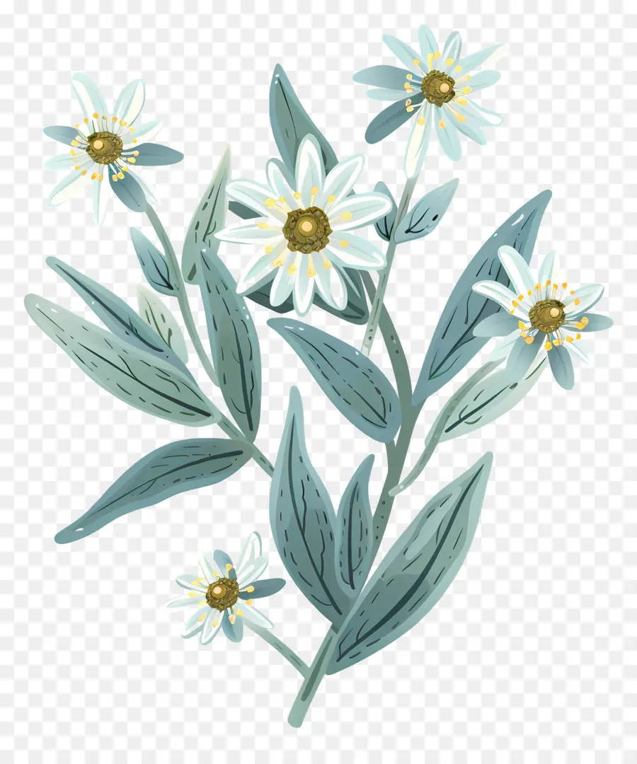 Edelweiss，Daisies Brancos PNG