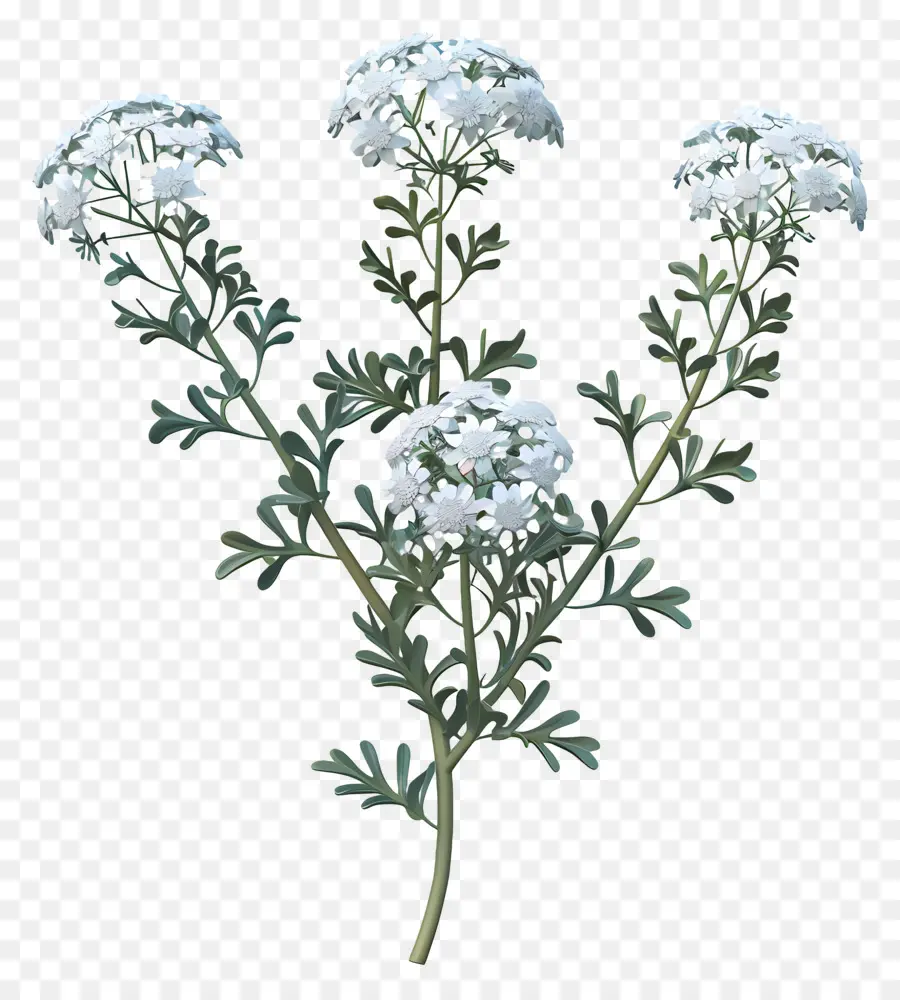 Yarrow，Flor Branca PNG