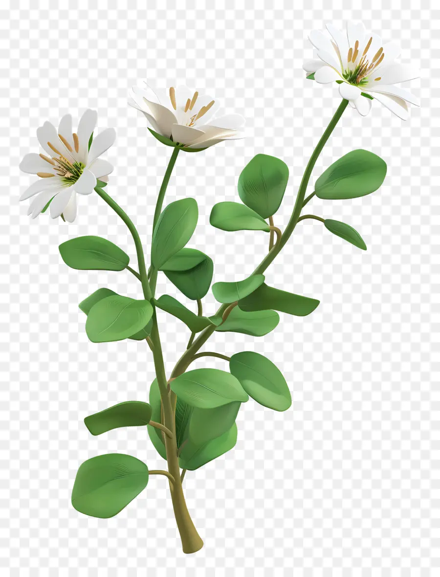 Chickweed，Flores Brancas PNG