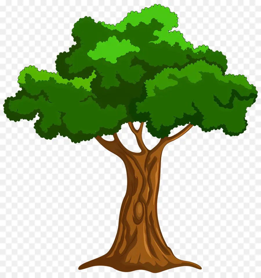 Folha，árvore PNG