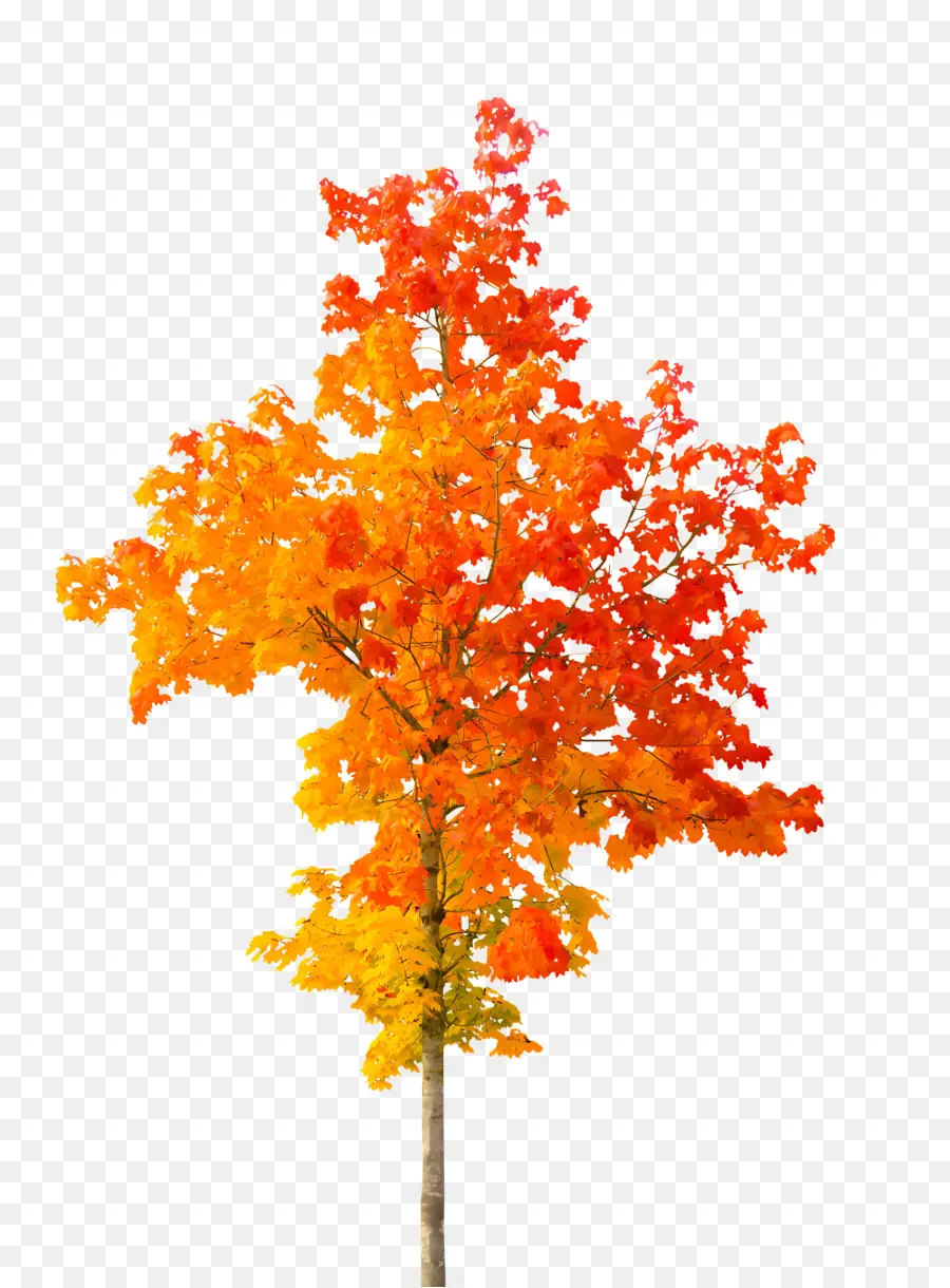 Folha，Autumn Tree PNG
