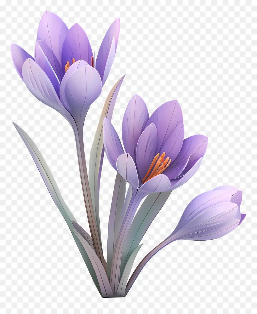 Crocus，Flores De Açafrão PNG