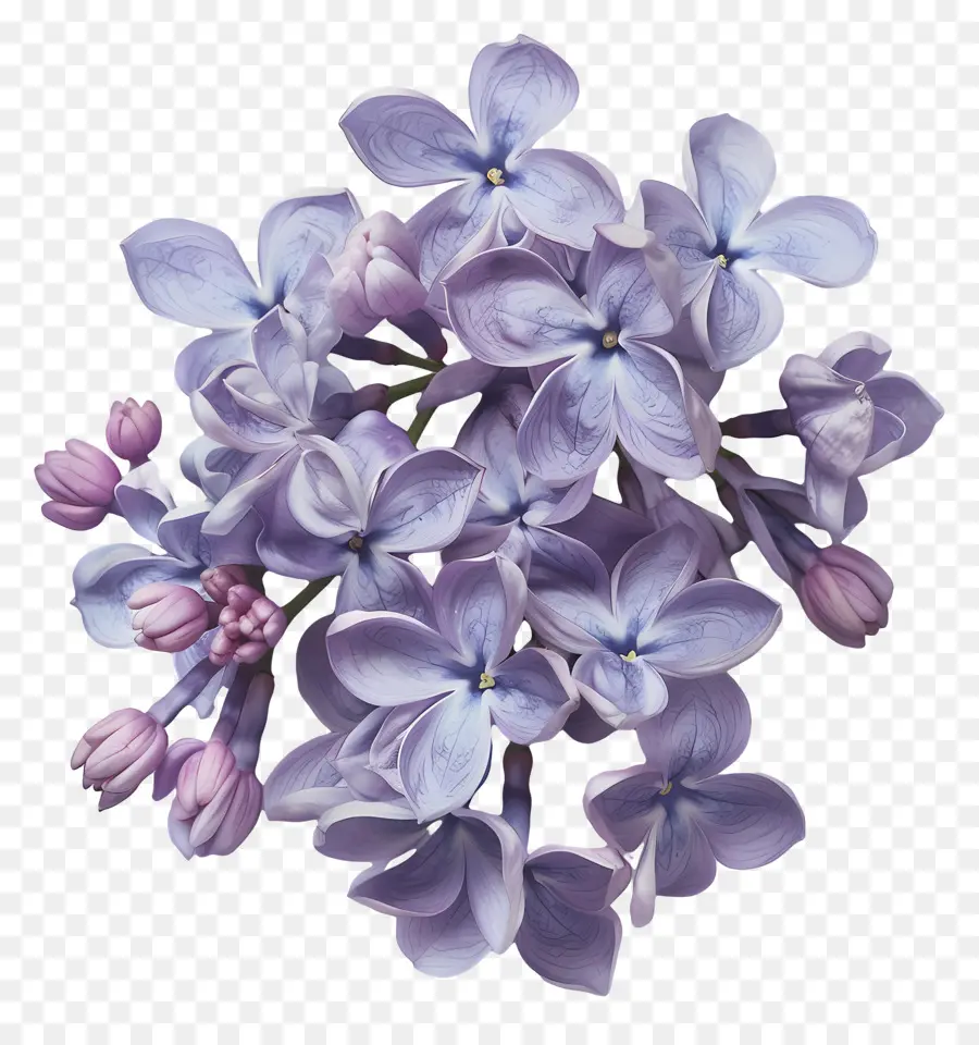 Flores Lilás，Pétalas Roxas PNG