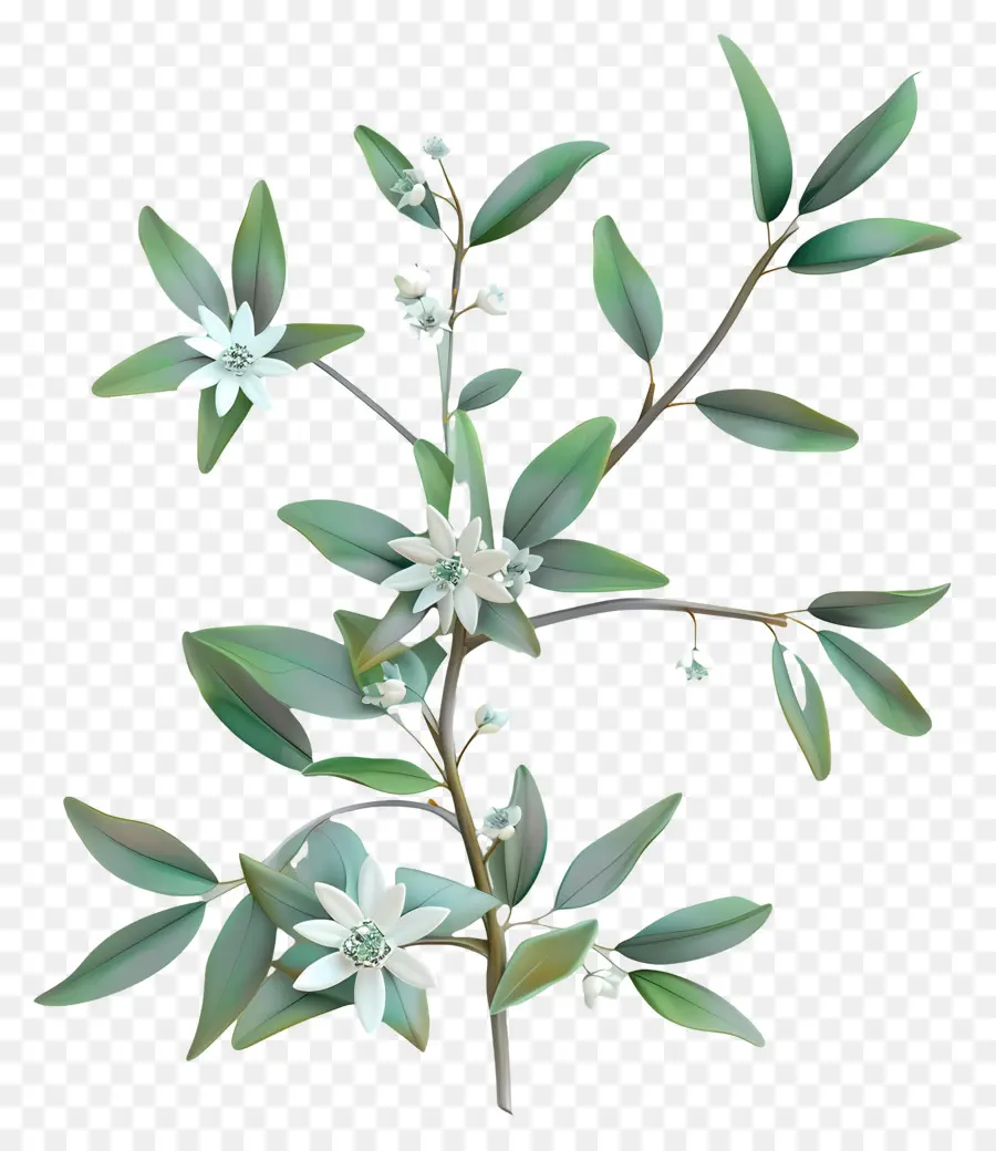 Edelweiss，Galho De Folhas Verdes PNG