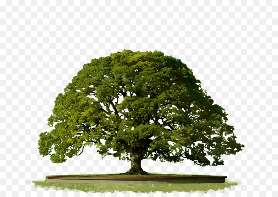 árvore，Oak Tree PNG