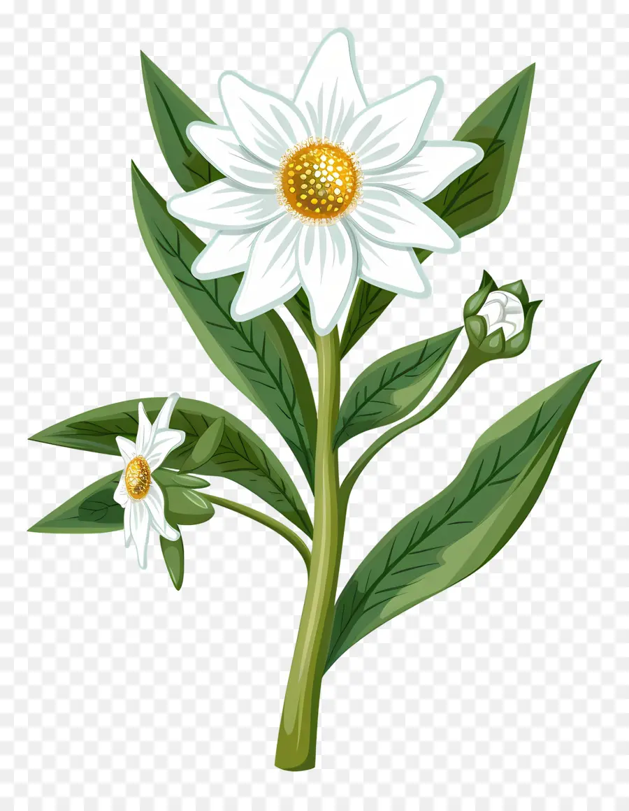Edelweiss，Flor Branca PNG