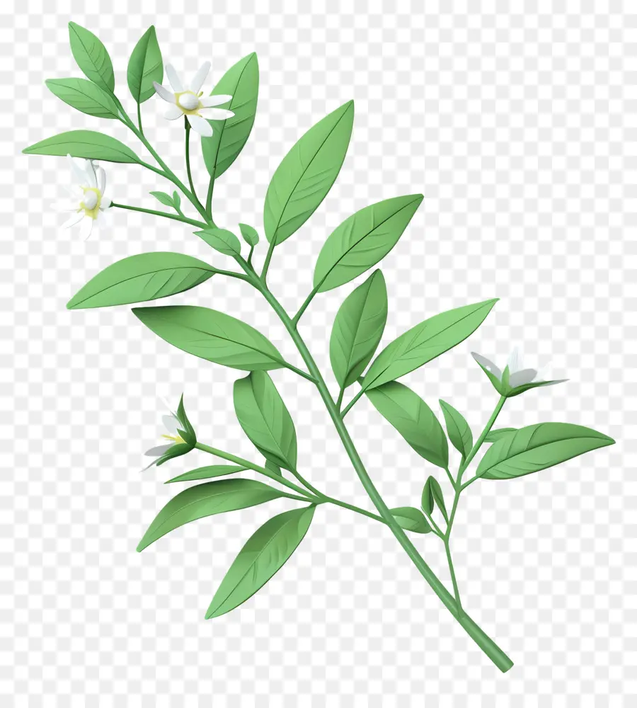 Edelweiss，Jasmim PNG