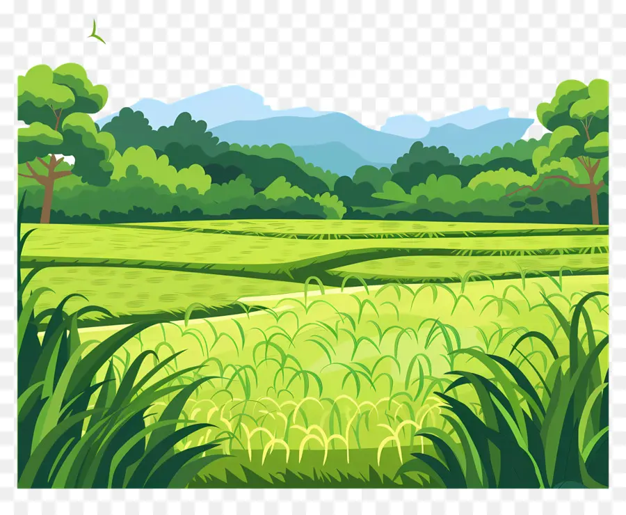 Paddy Field Background，Verdes Campos De Arroz PNG