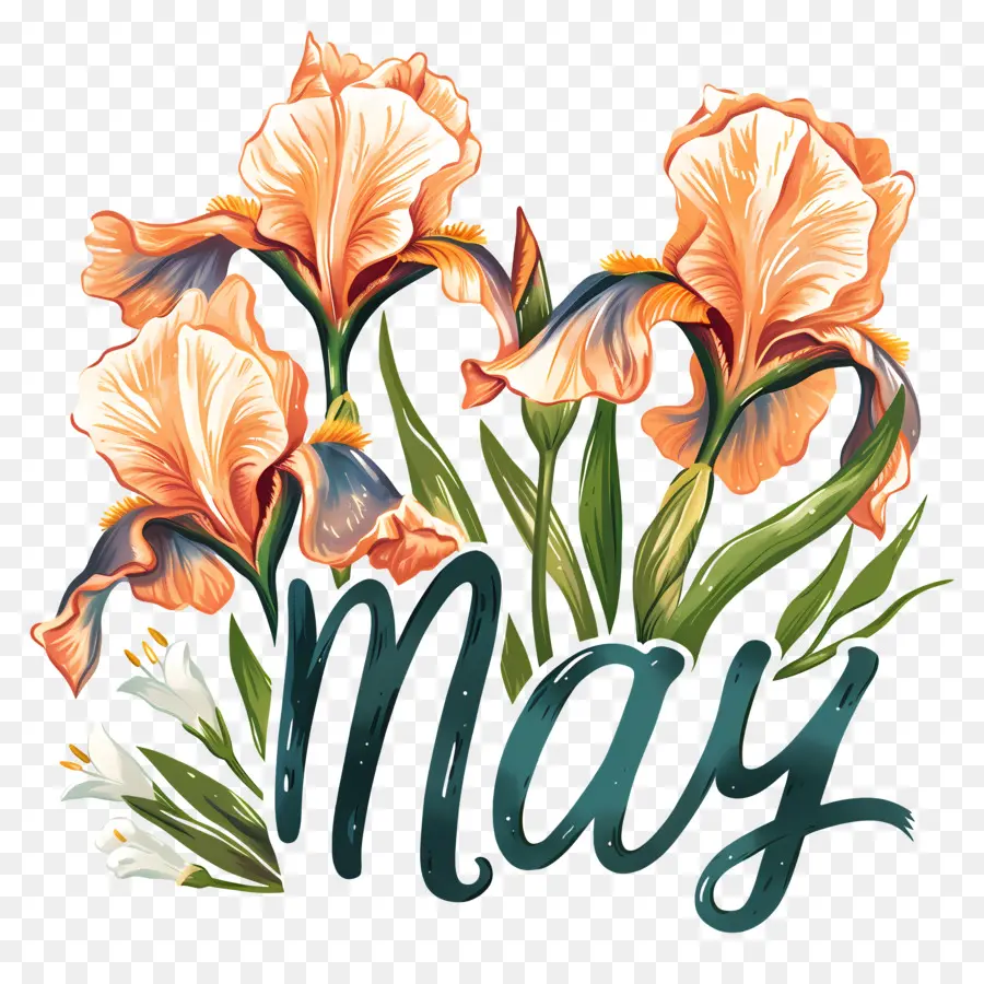 Olá Maio，Flores De íris PNG