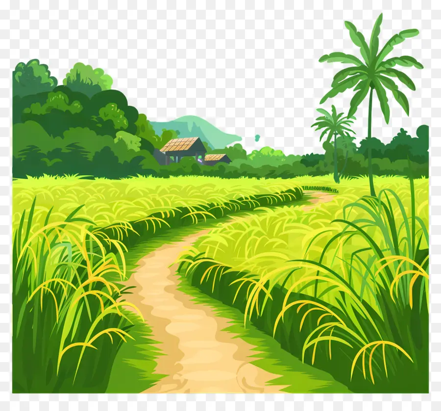 Paddy Field Background，Paisagem Rural PNG