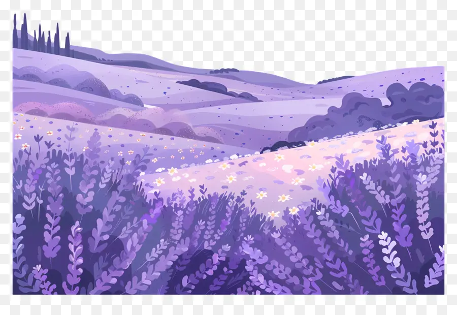 Campo De Lavanda，Lavanda PNG