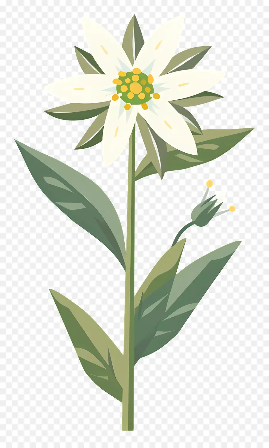 Edelweiss，Flor Branca PNG