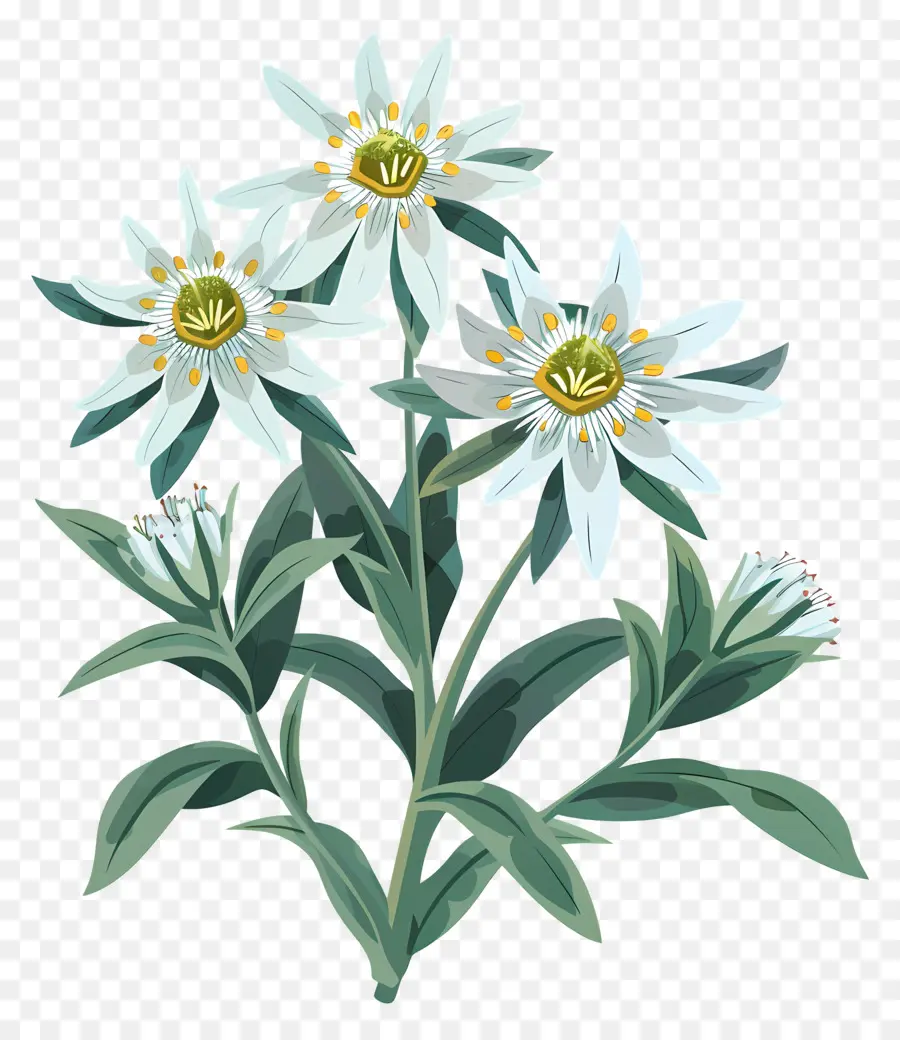 Edelweiss，Flores Brancas Da Margarida PNG