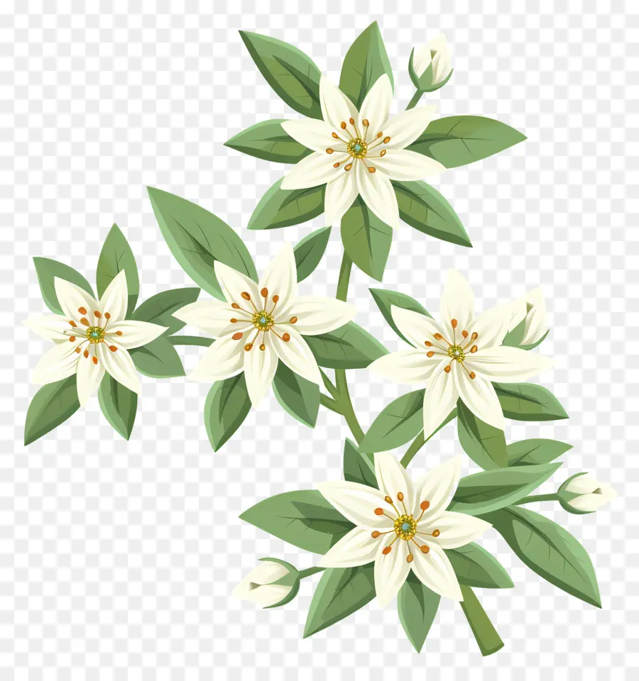 Edelweiss，Flores Brancas PNG