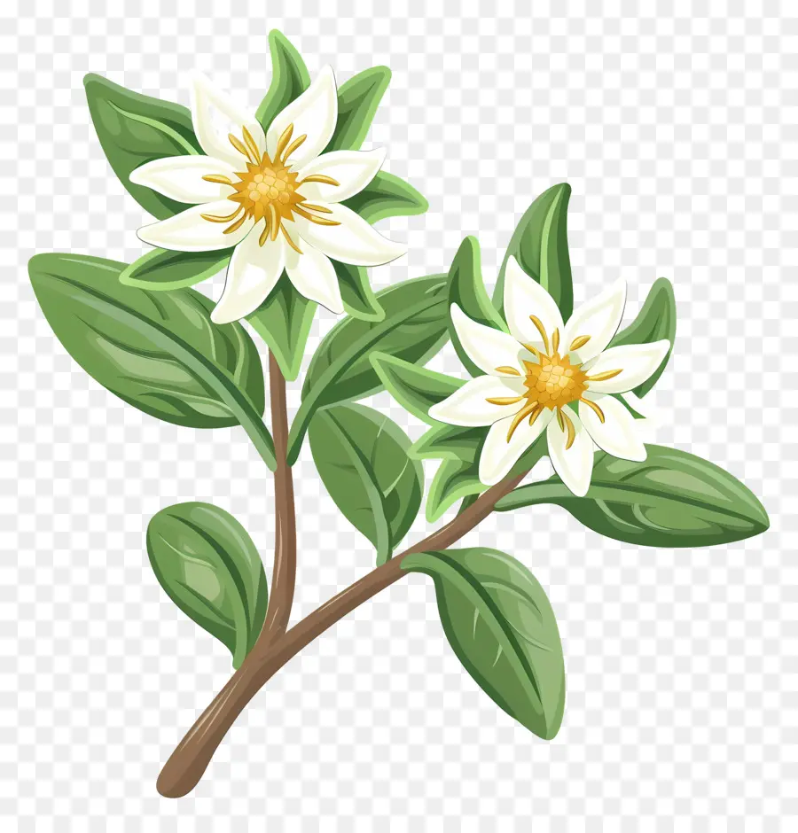 Edelweiss，Flores Brancas PNG