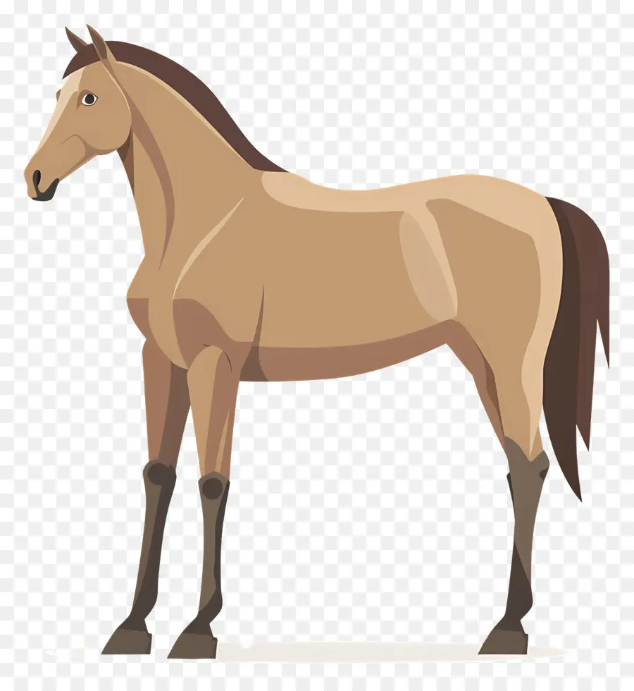 Cavalo Em Pé，Cavalo PNG