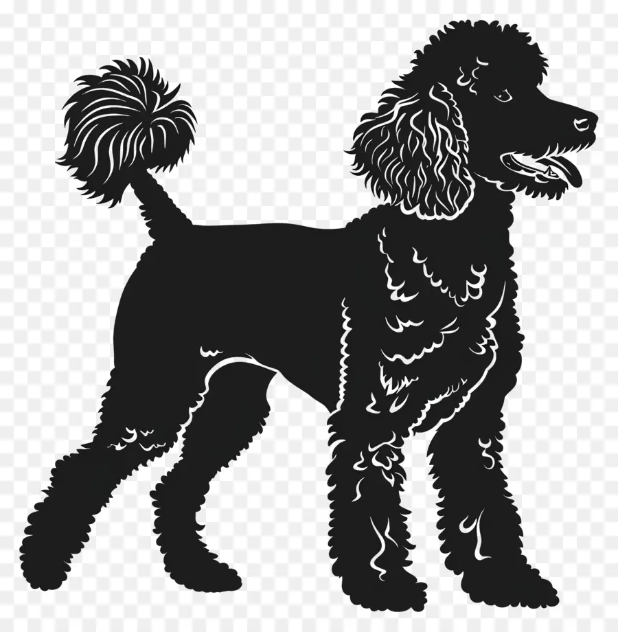 Cão Silhueta，Poodle PNG