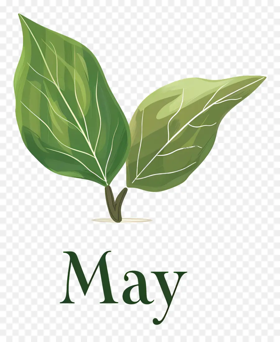 Olá Maio，O Crescimento Da Planta PNG