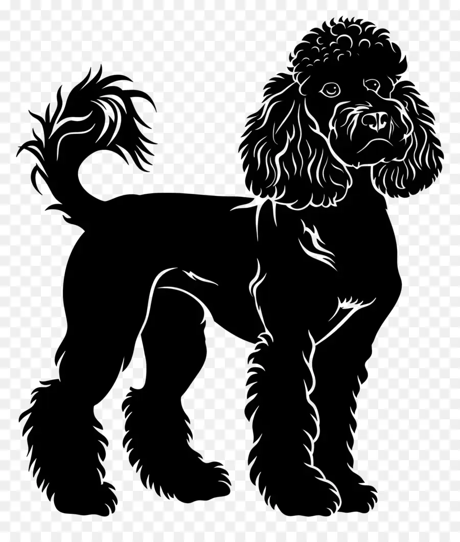 Cão Silhueta，Poodle PNG